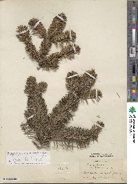 Abies nordmanniana image