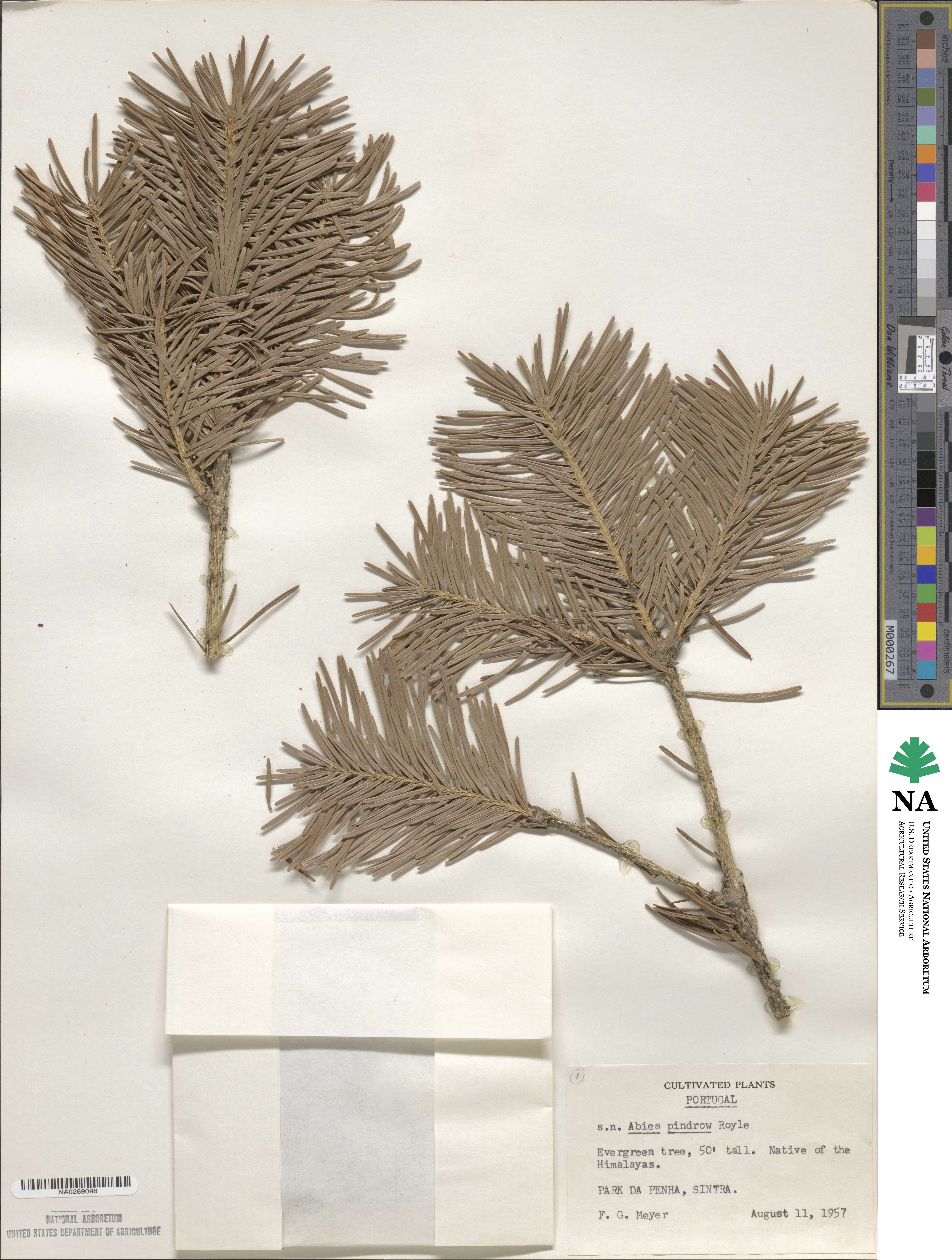 Abies pindrow image