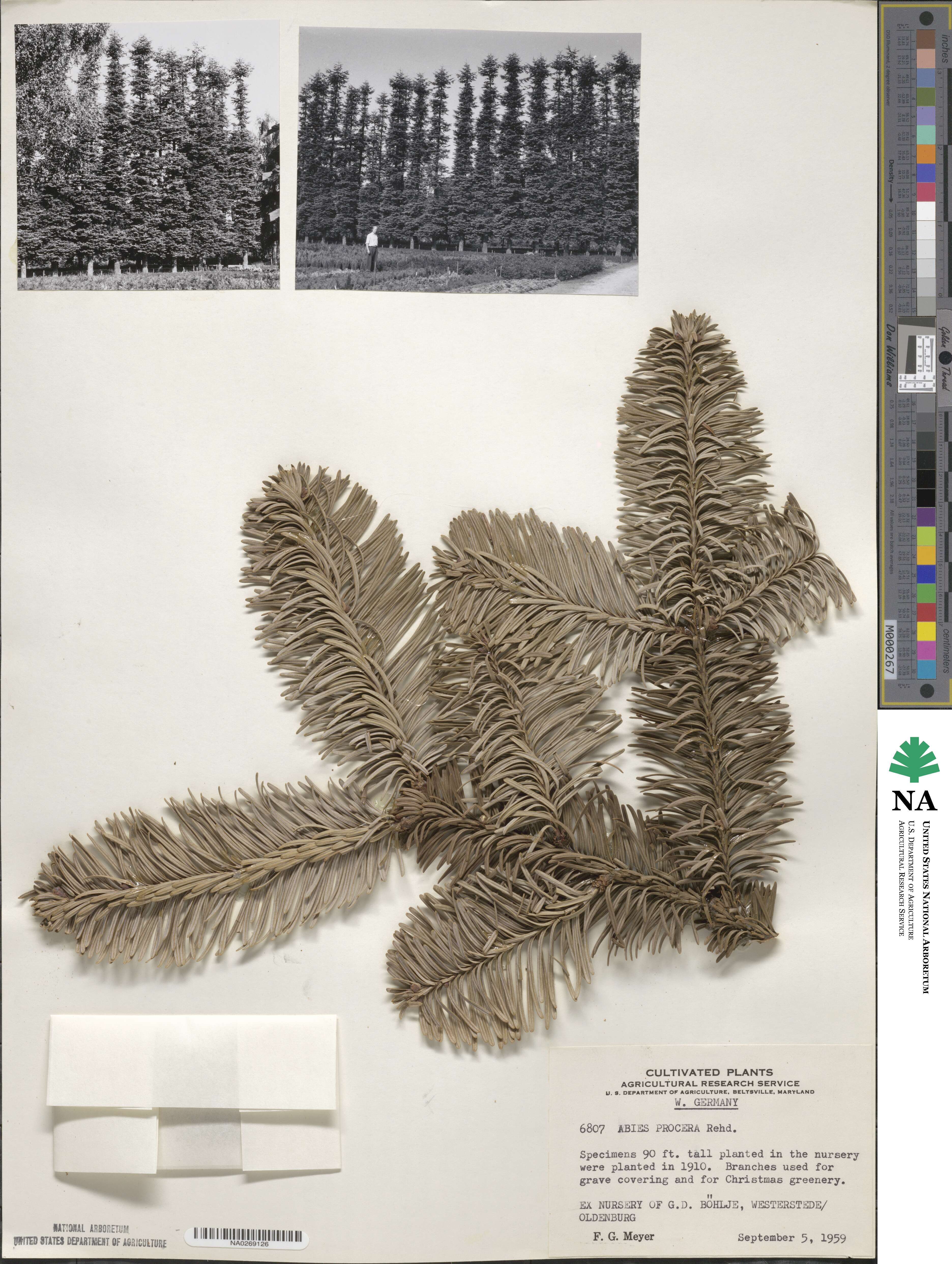 Abies procera image