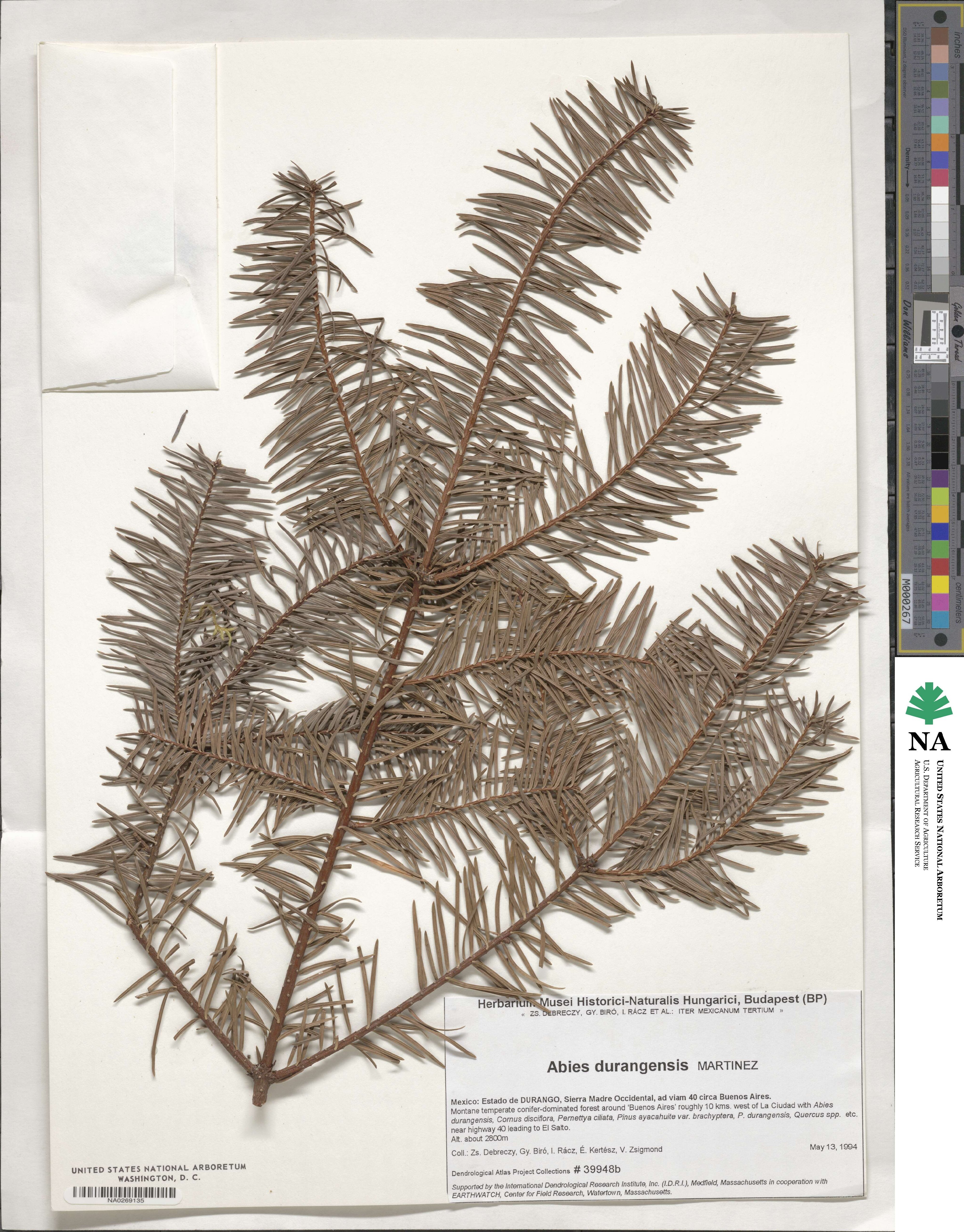 Abies durangensis image