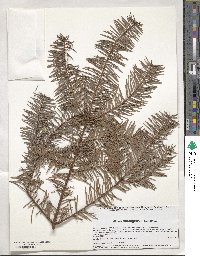 Abies durangensis image