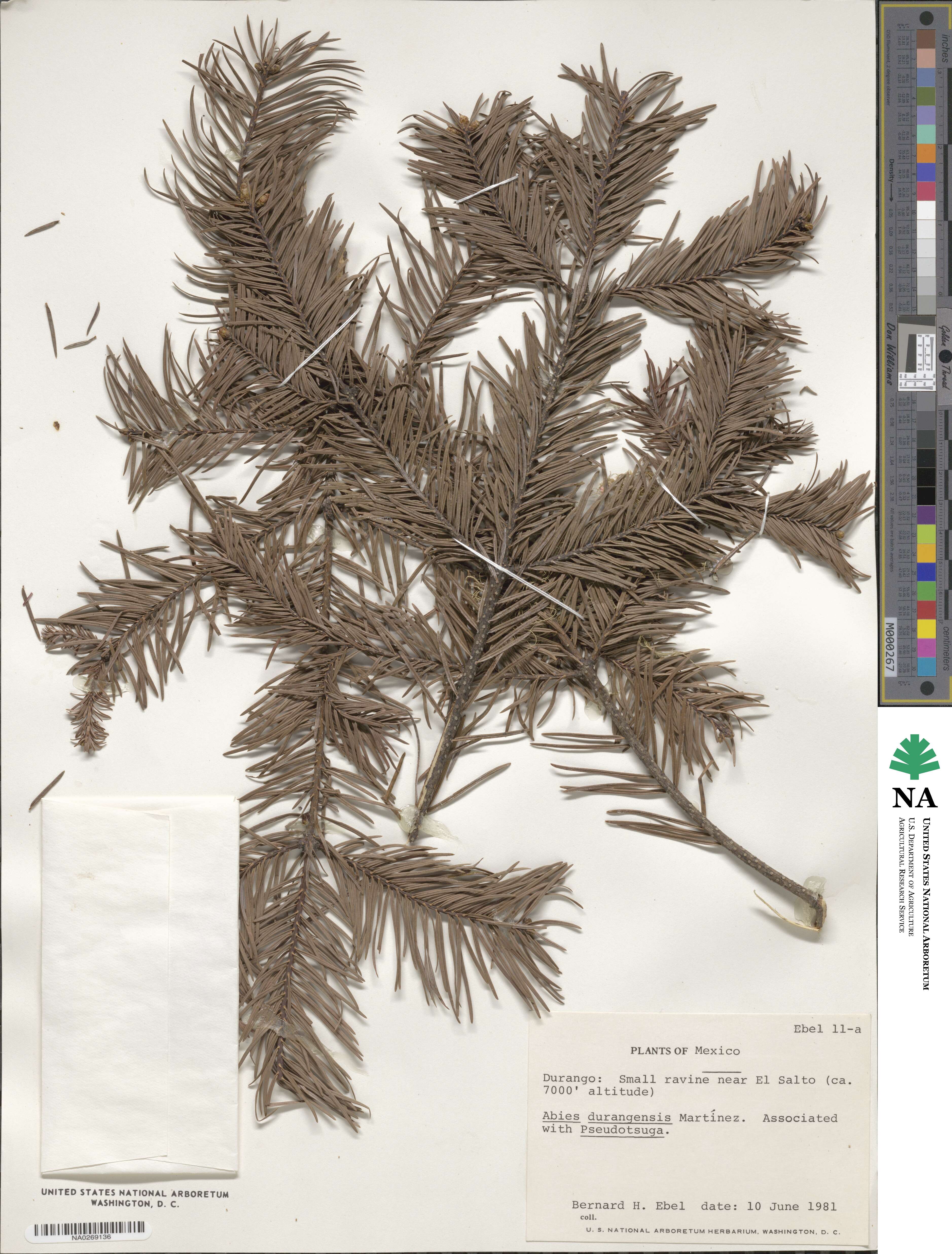 Abies durangensis image