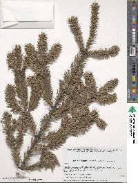 Abies durangensis image