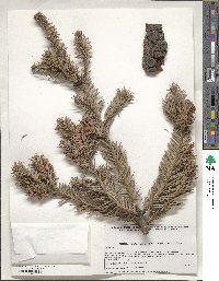 Abies durangensis image