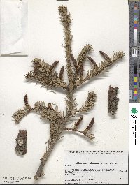 Abies durangensis image