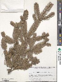 Abies durangensis image