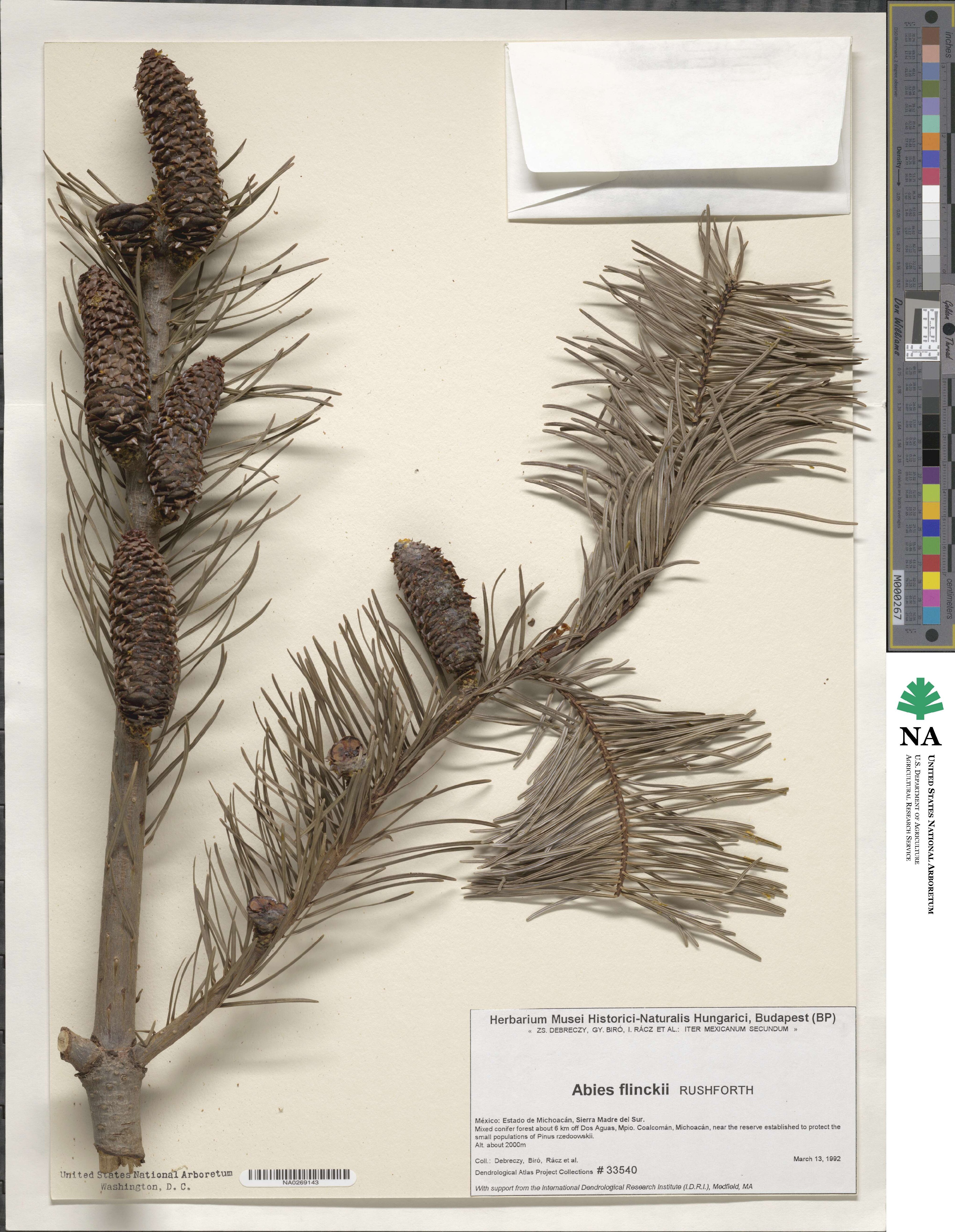 Abies guatemalensis var. jaliscana image