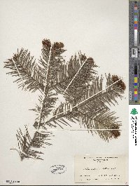 Abies religiosa image