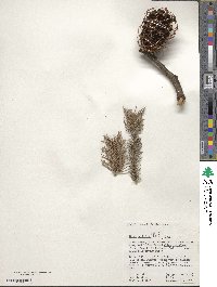 Abies religiosa image