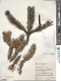 Abies religiosa image