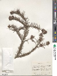 Abies religiosa image