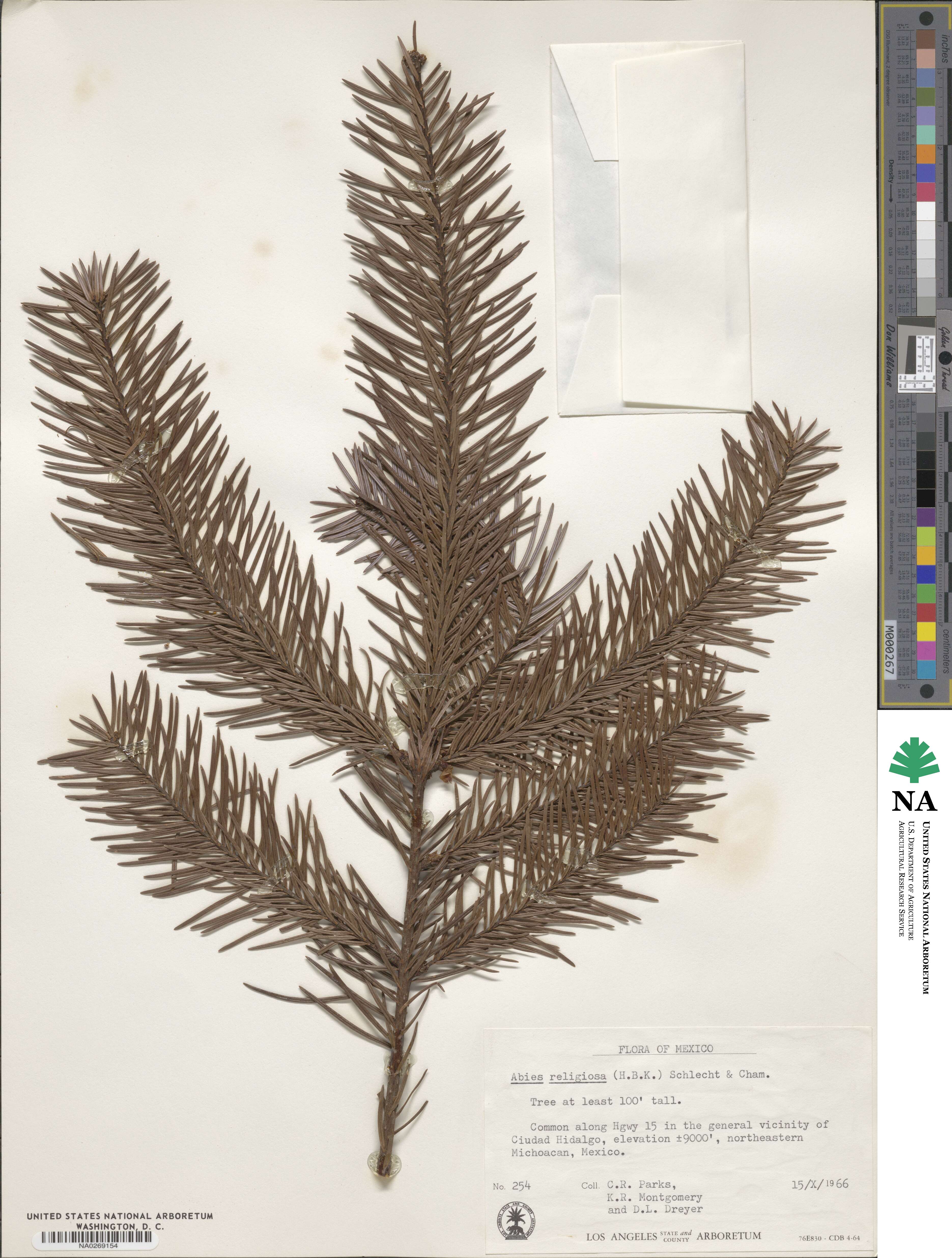 Abies religiosa image