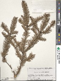 Abies religiosa image