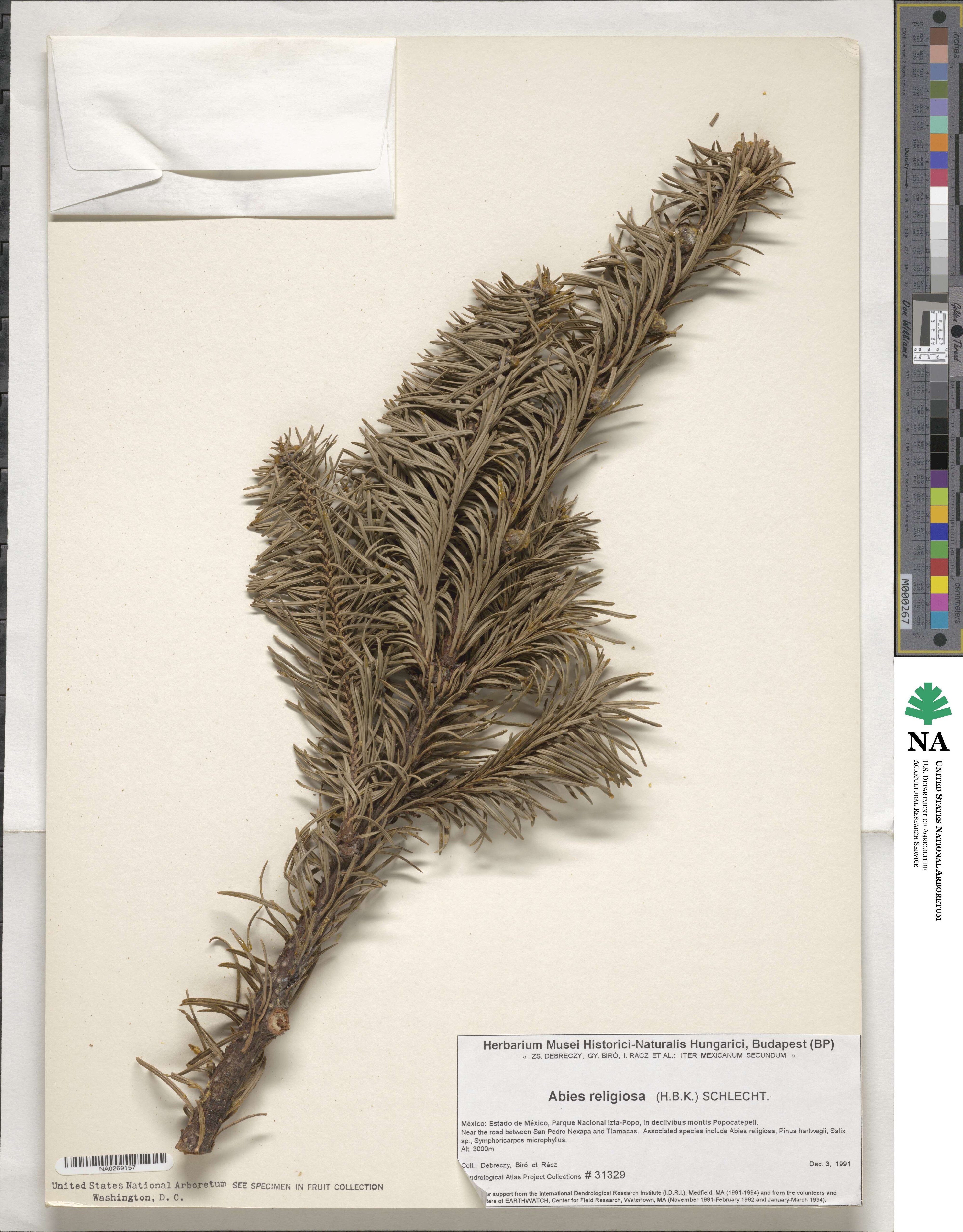 Abies religiosa image