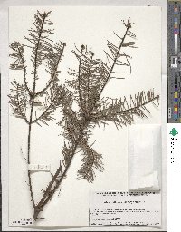 Abies religiosa image