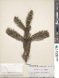 Abies religiosa image