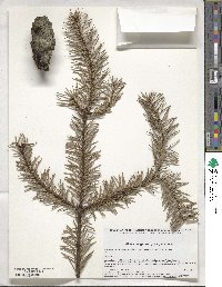 Abies religiosa image