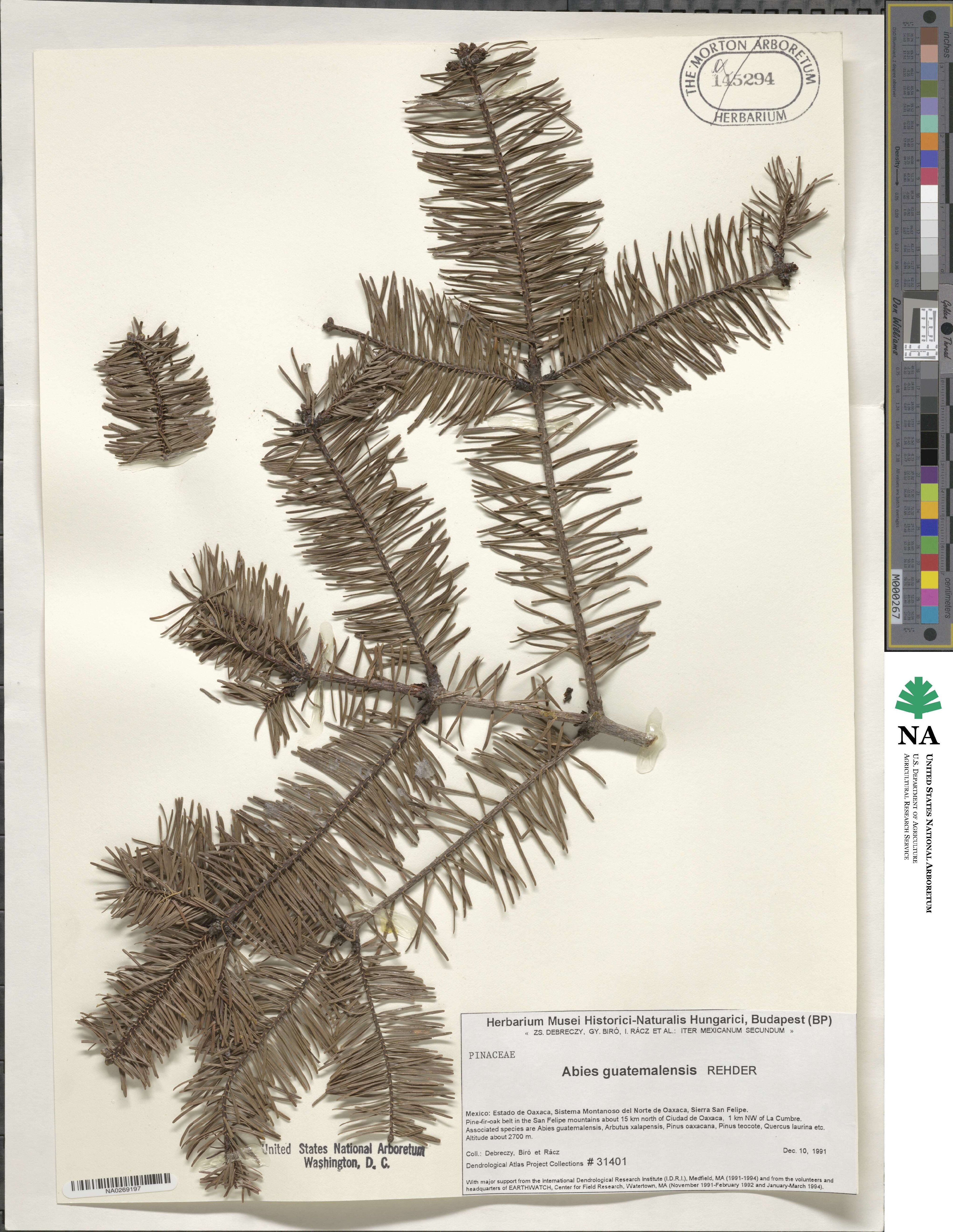 Abies guatemalensis var. jaliscana image