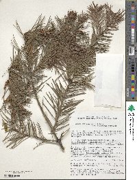 Abies guatemalensis var. jaliscana image