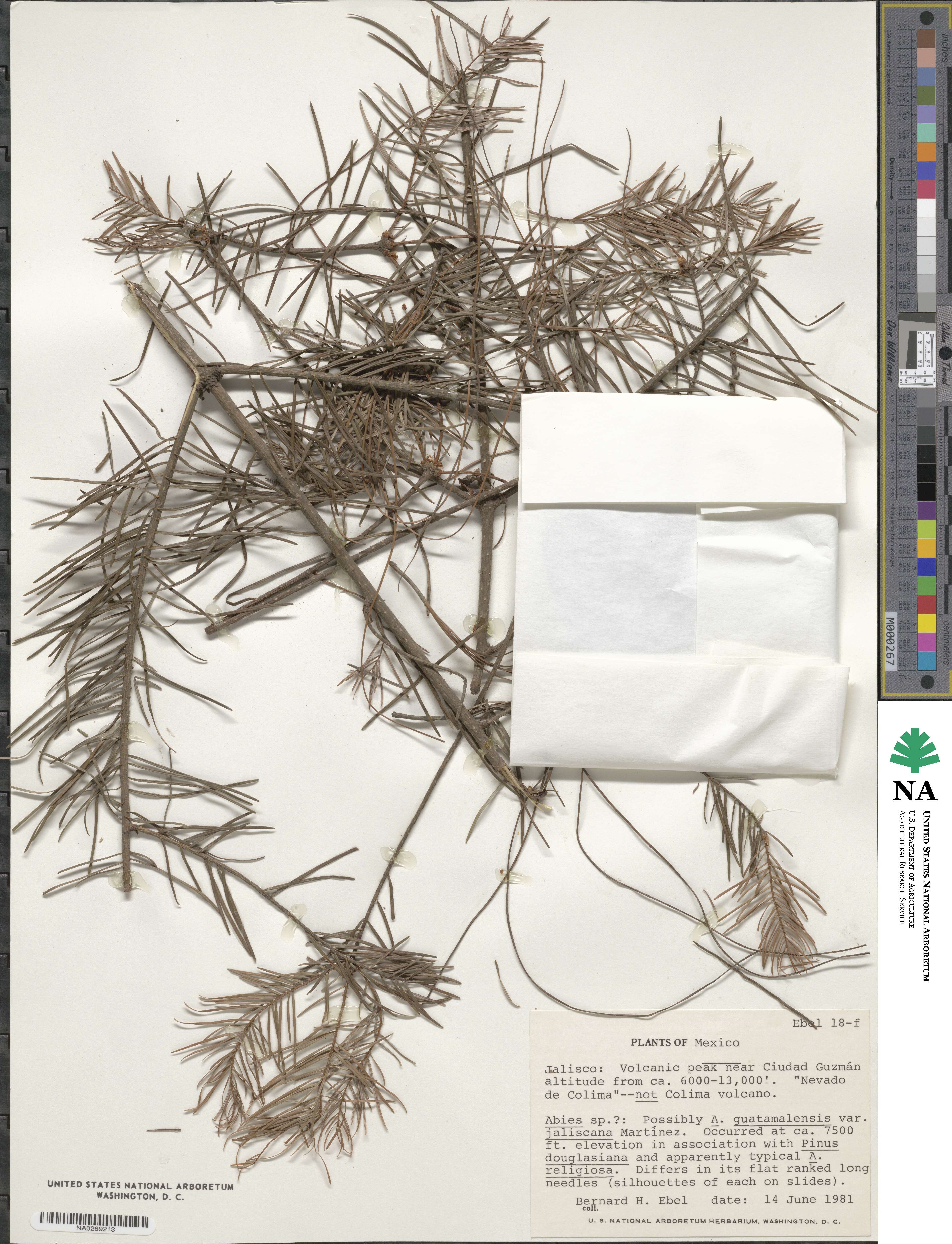 Abies guatemalensis var. jaliscana image