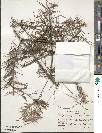 Abies guatemalensis var. jaliscana image