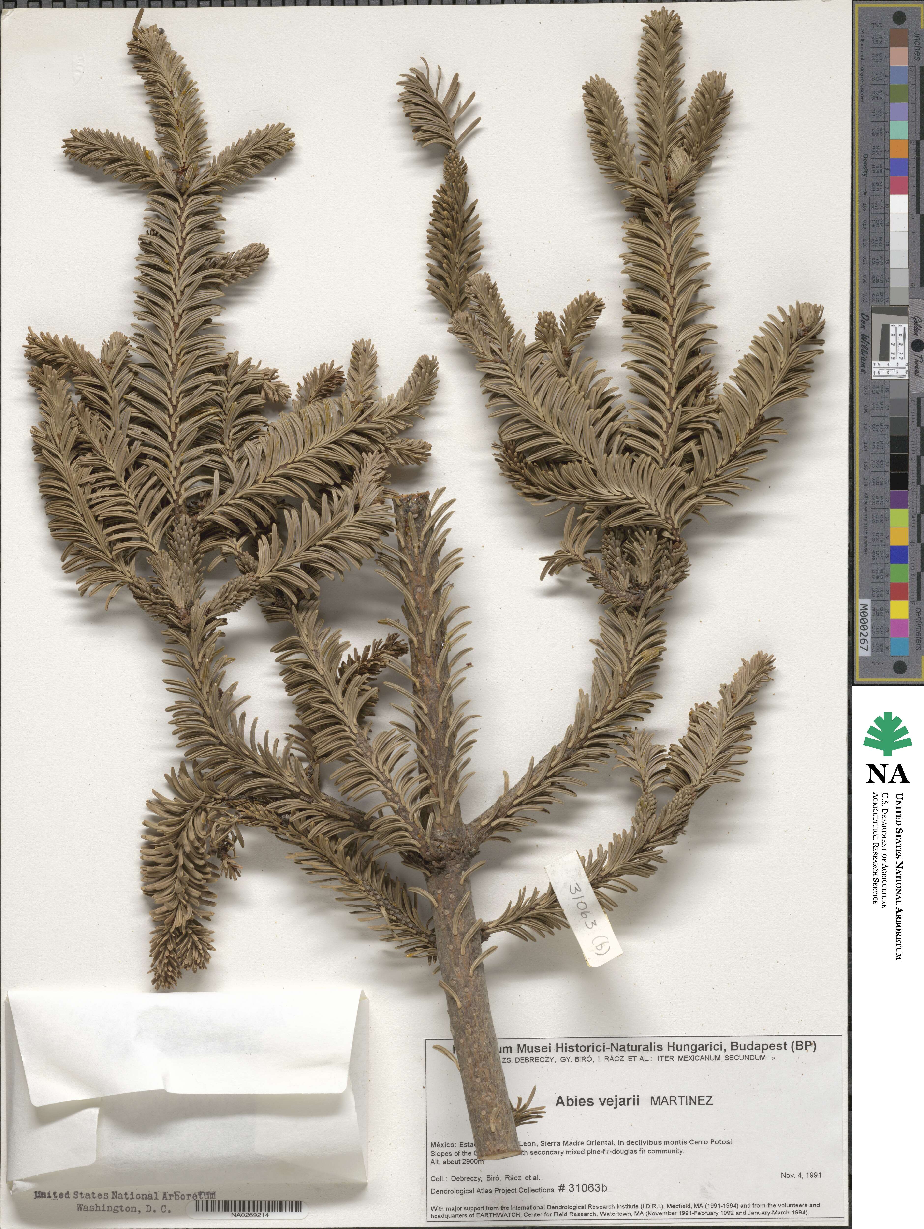 Abies vejarii image
