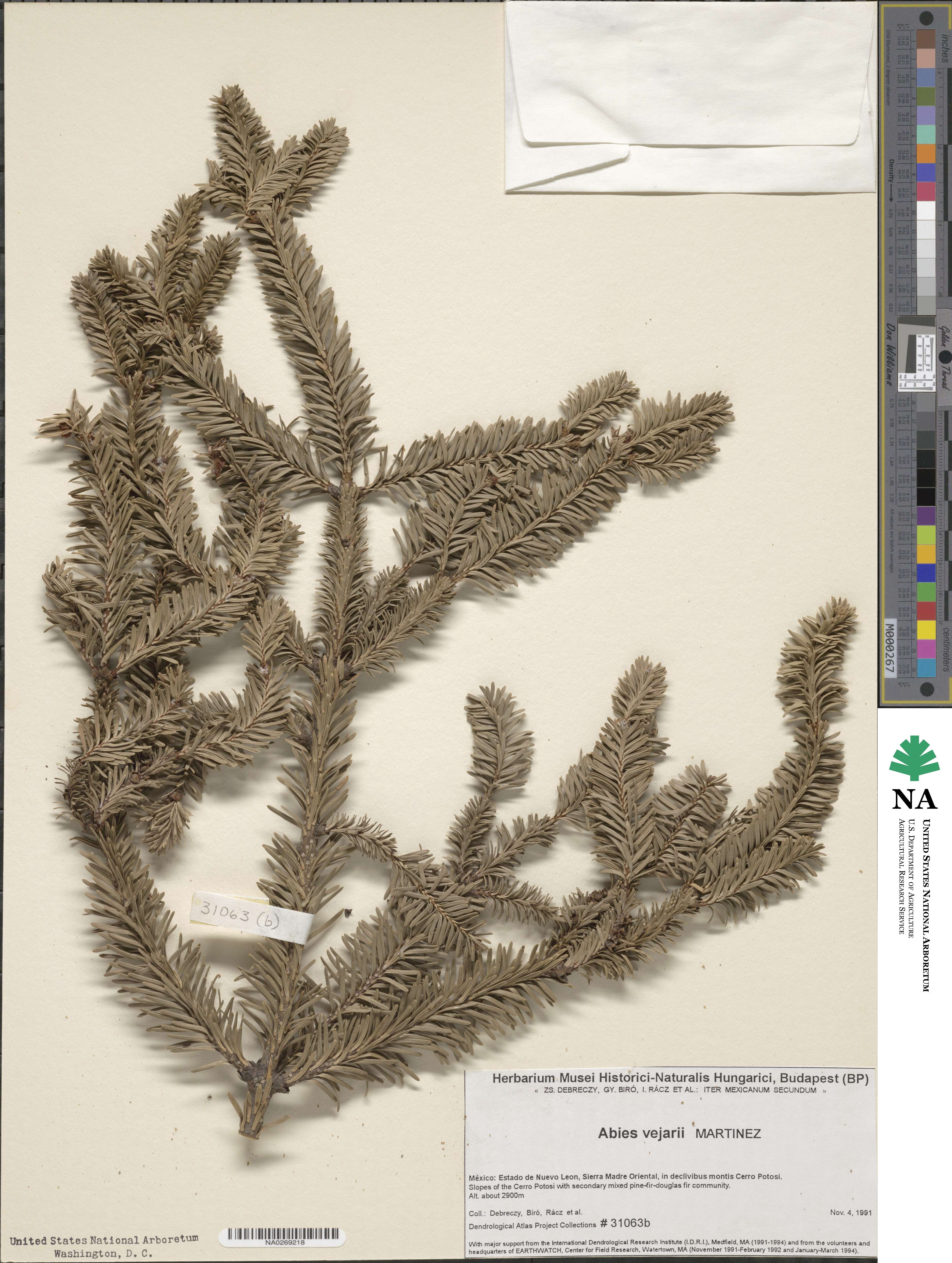 Abies vejarii image