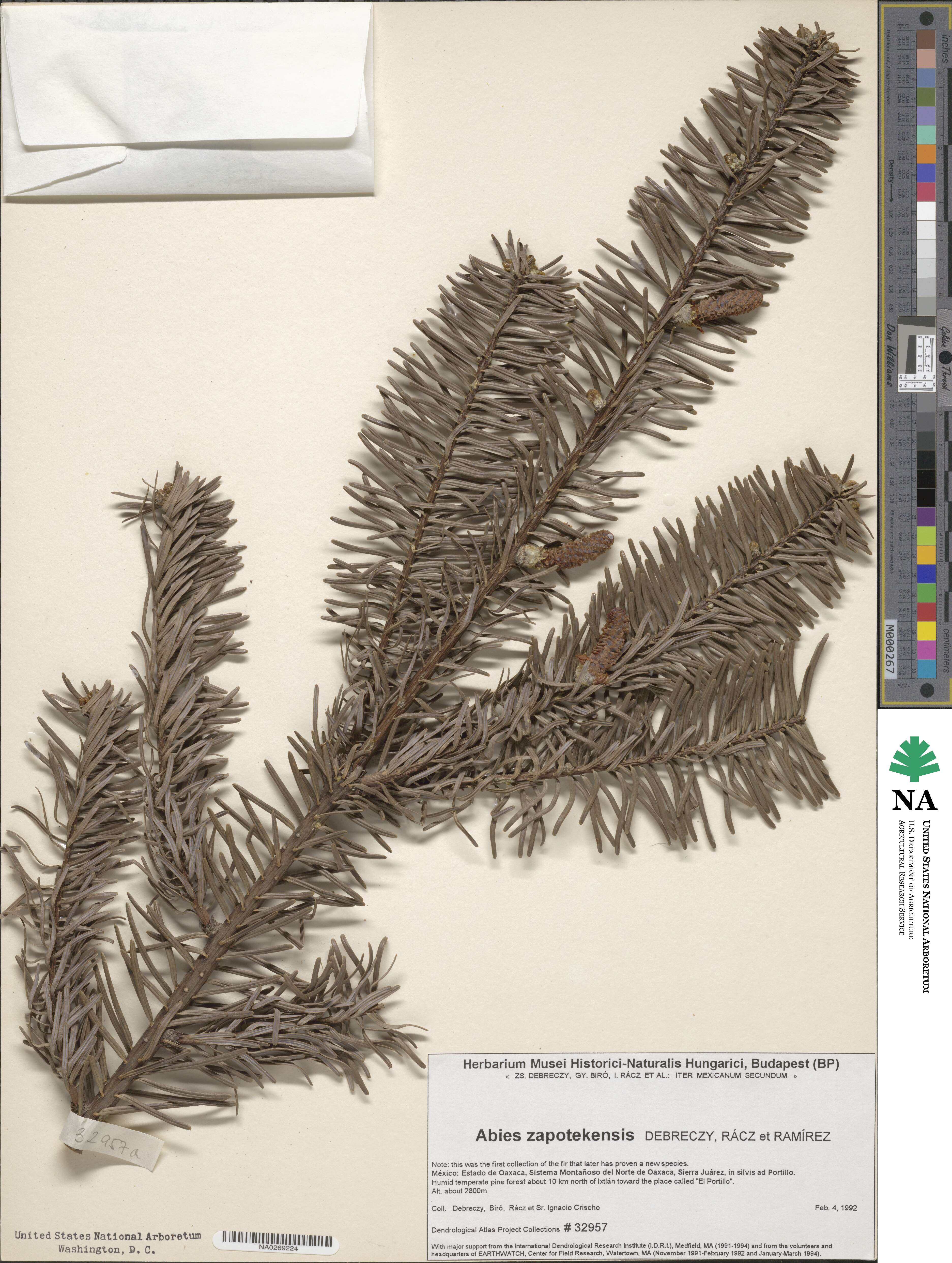 Abies guatemalensis var. guatemalensis image
