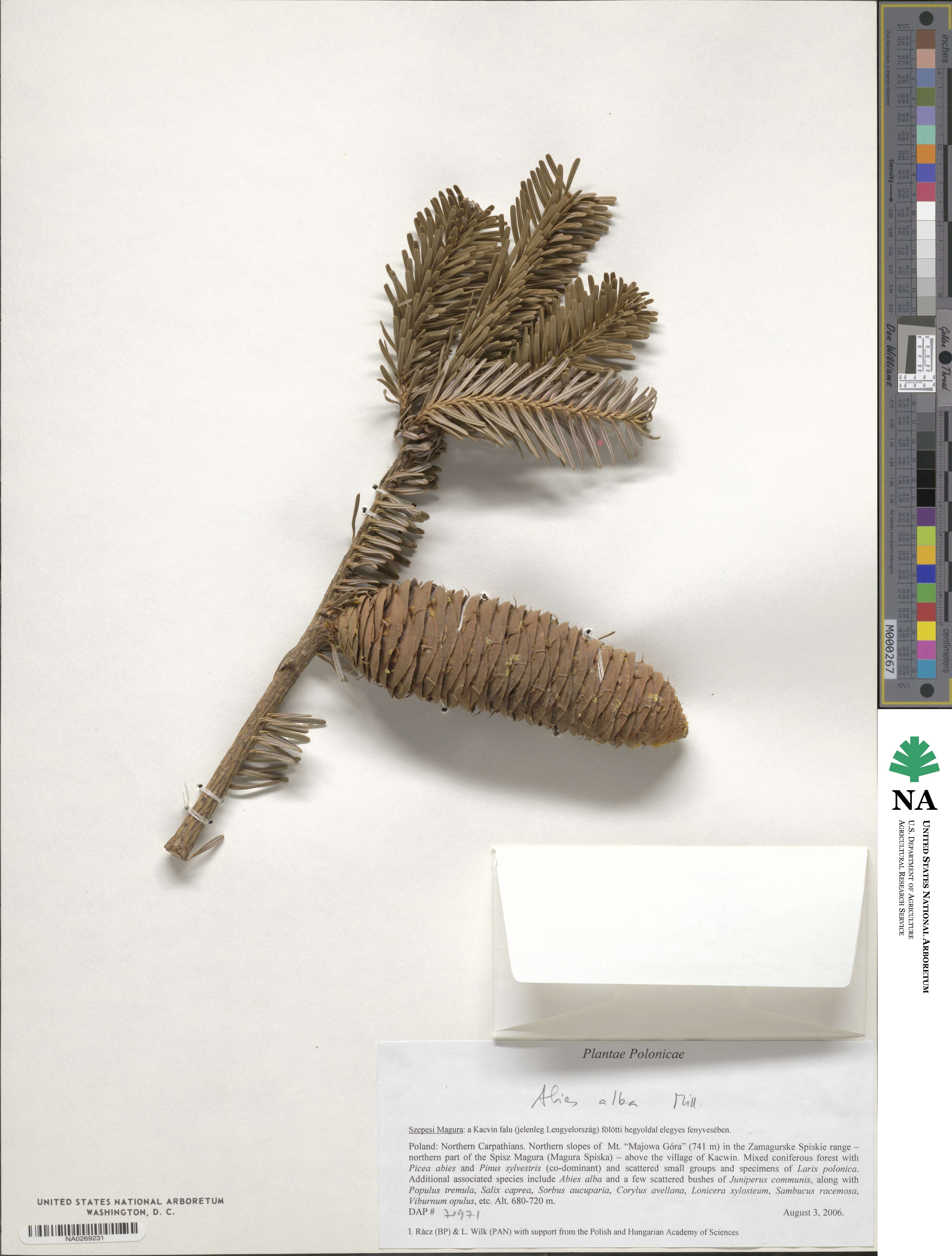 Abies alba image