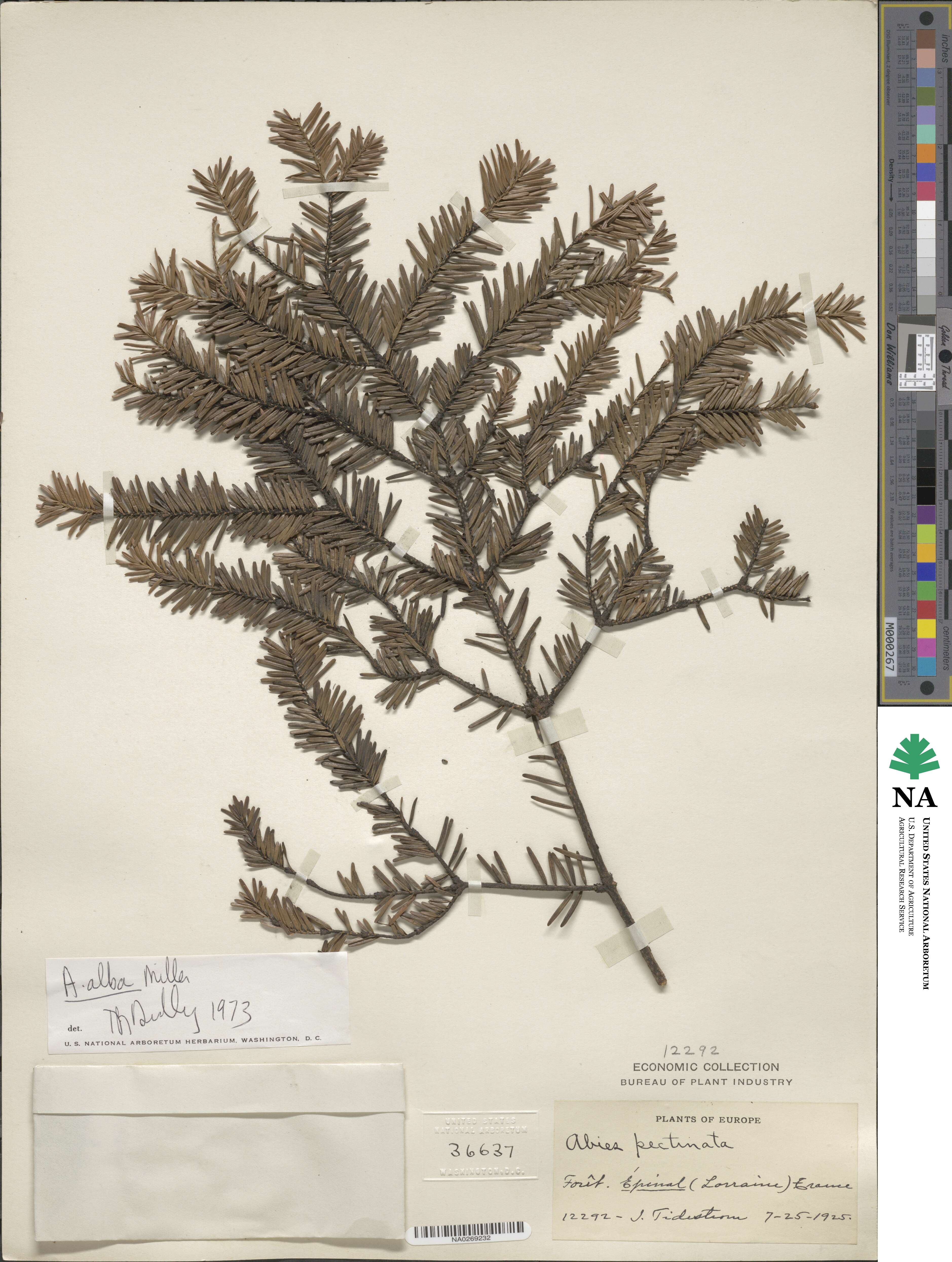 Abies alba image