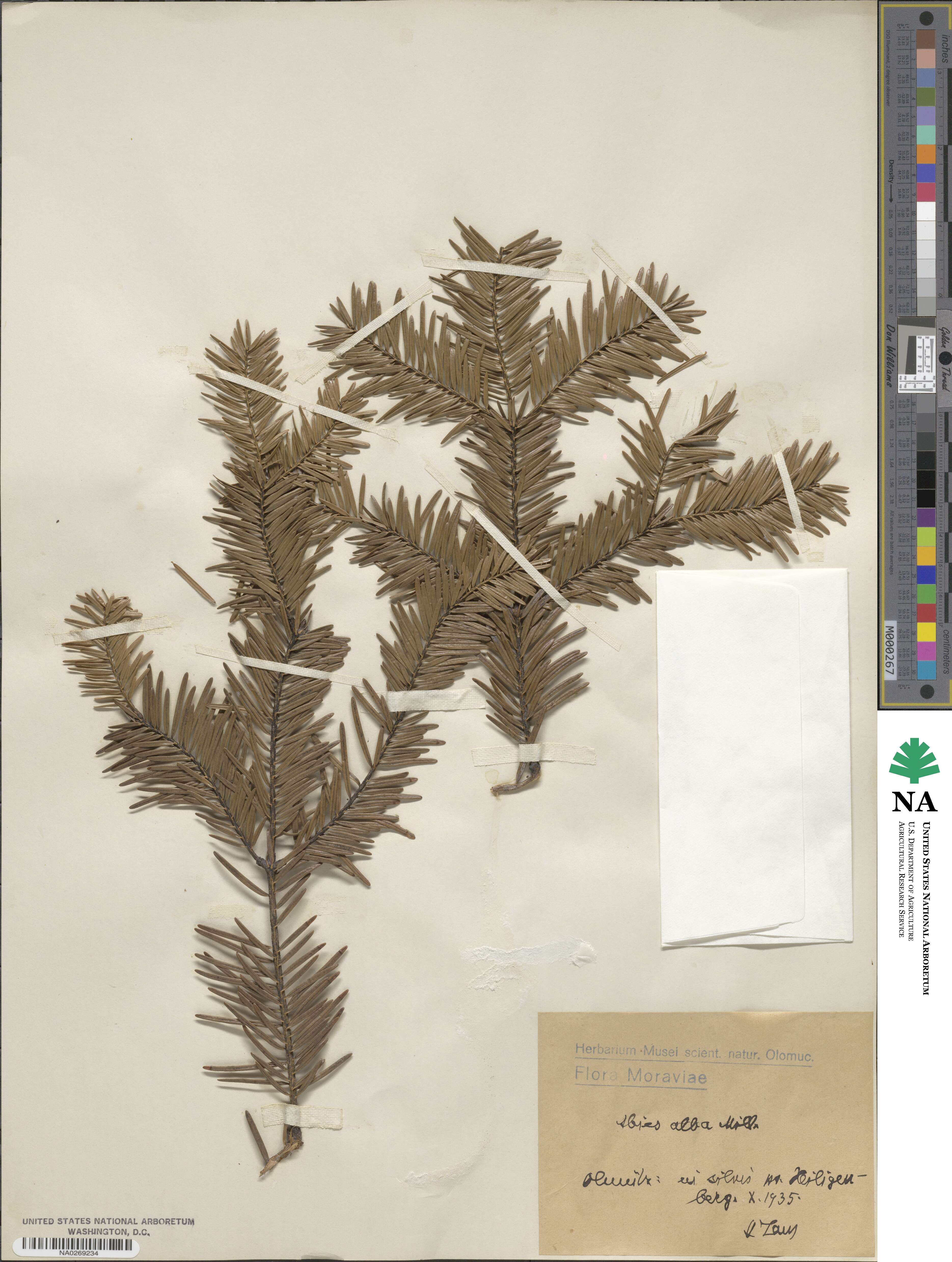 Abies alba image