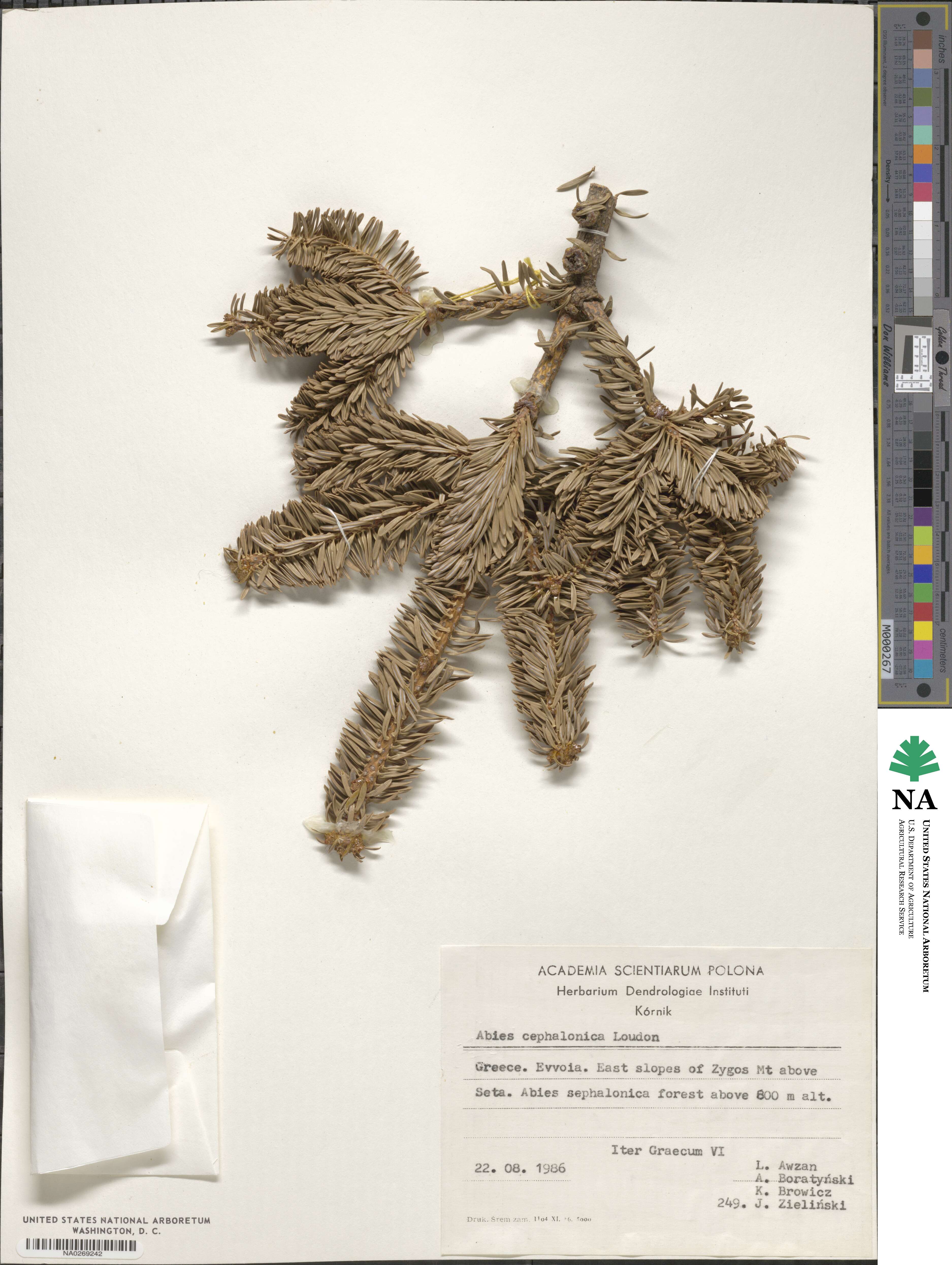 Abies cephalonica image