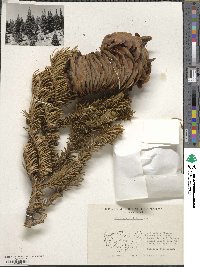 Abies cilicica image