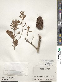 Keteleeria davidiana image