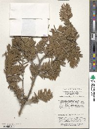 Keteleeria davidiana image