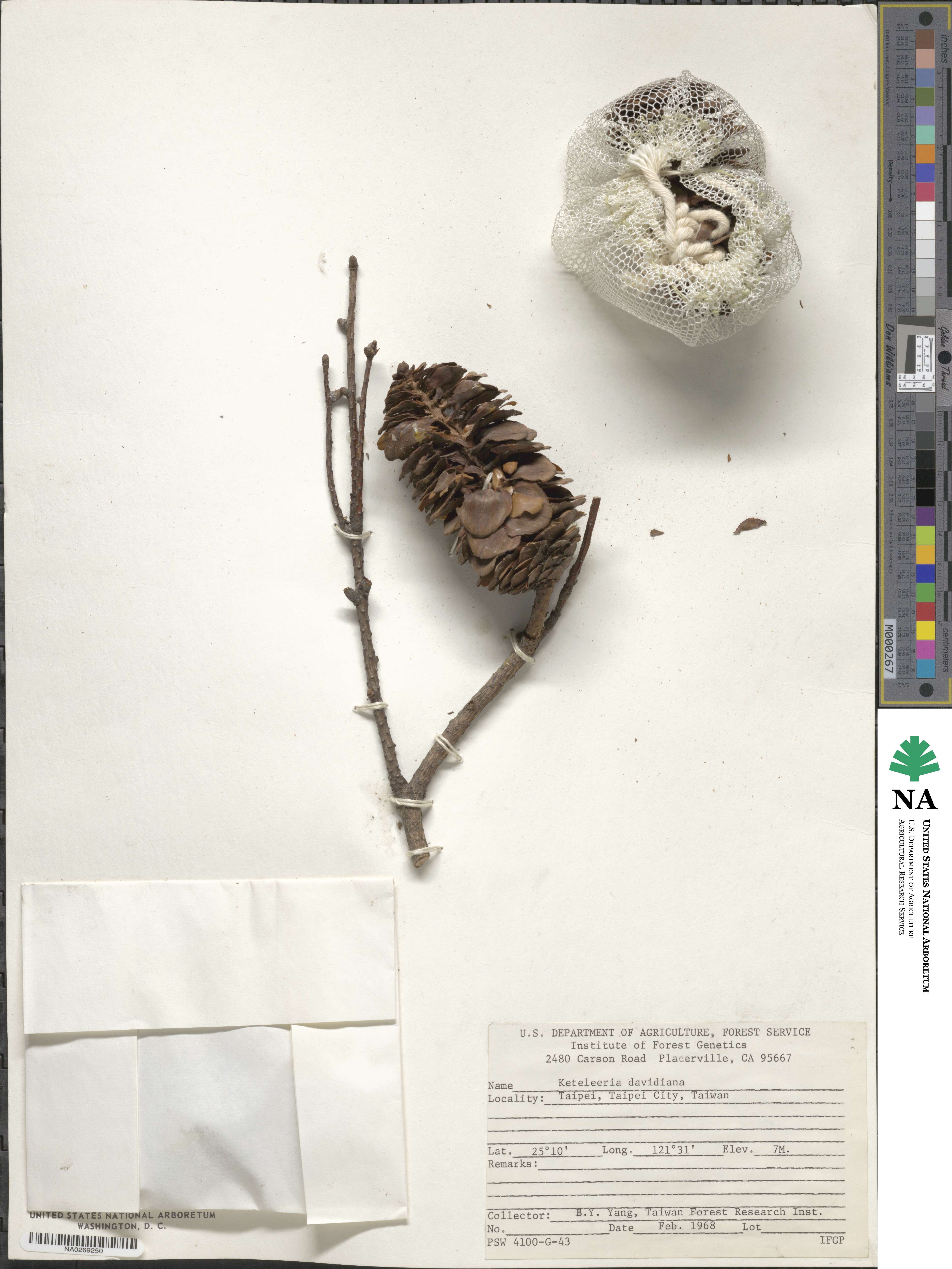 Keteleeria davidiana image