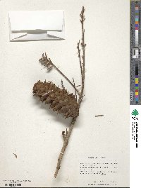 Keteleeria davidiana image