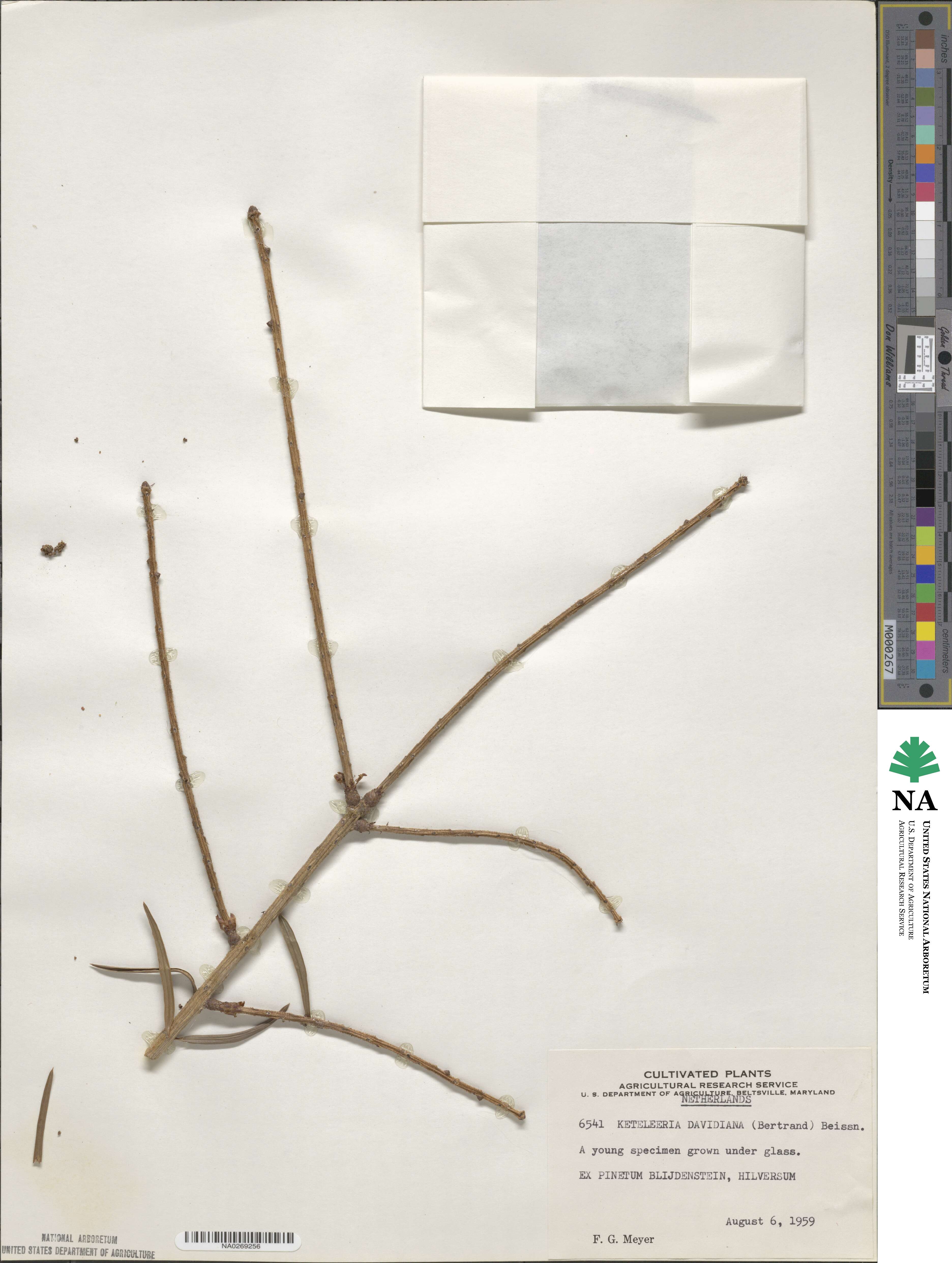Keteleeria davidiana image