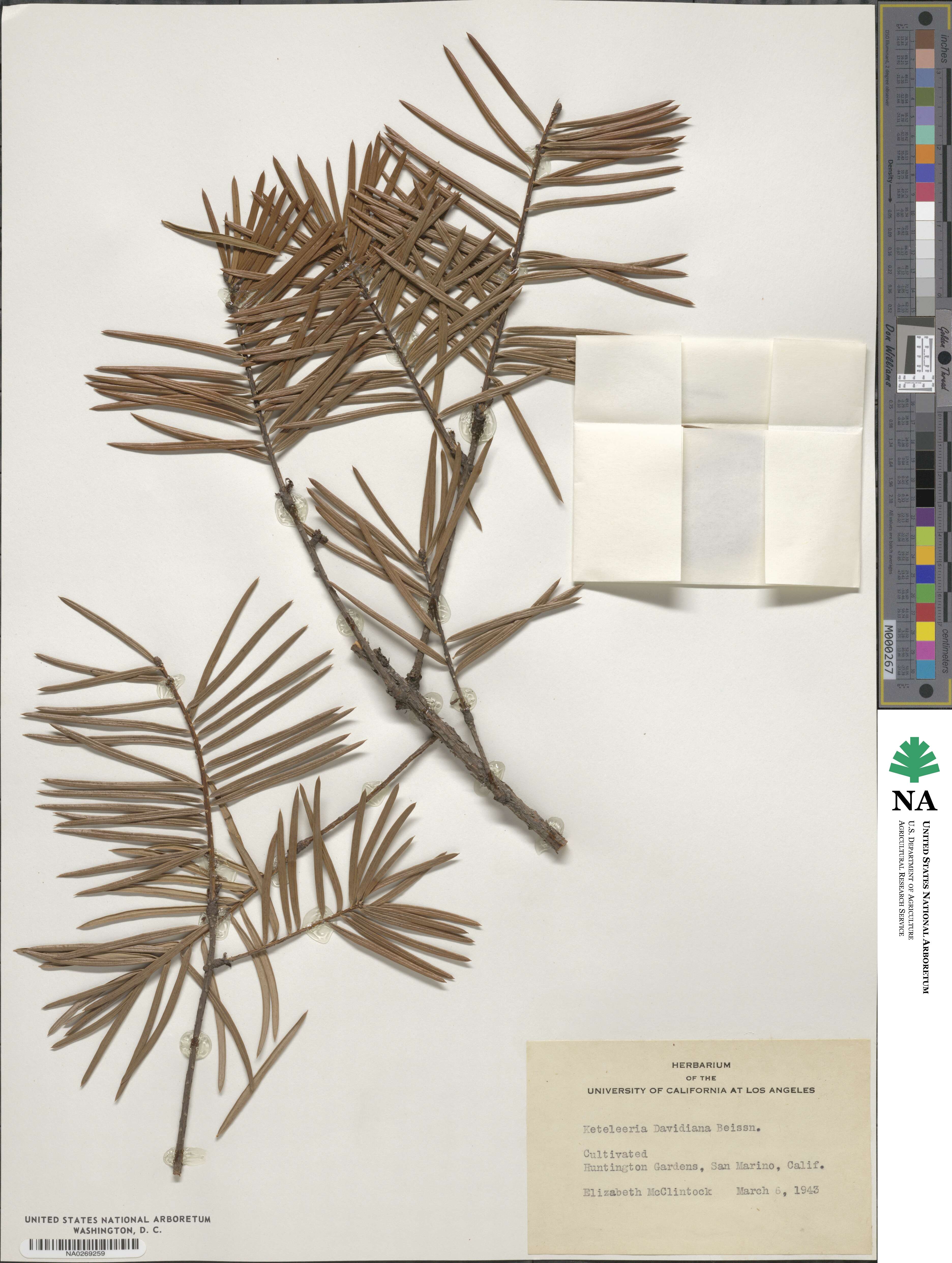 Keteleeria davidiana image