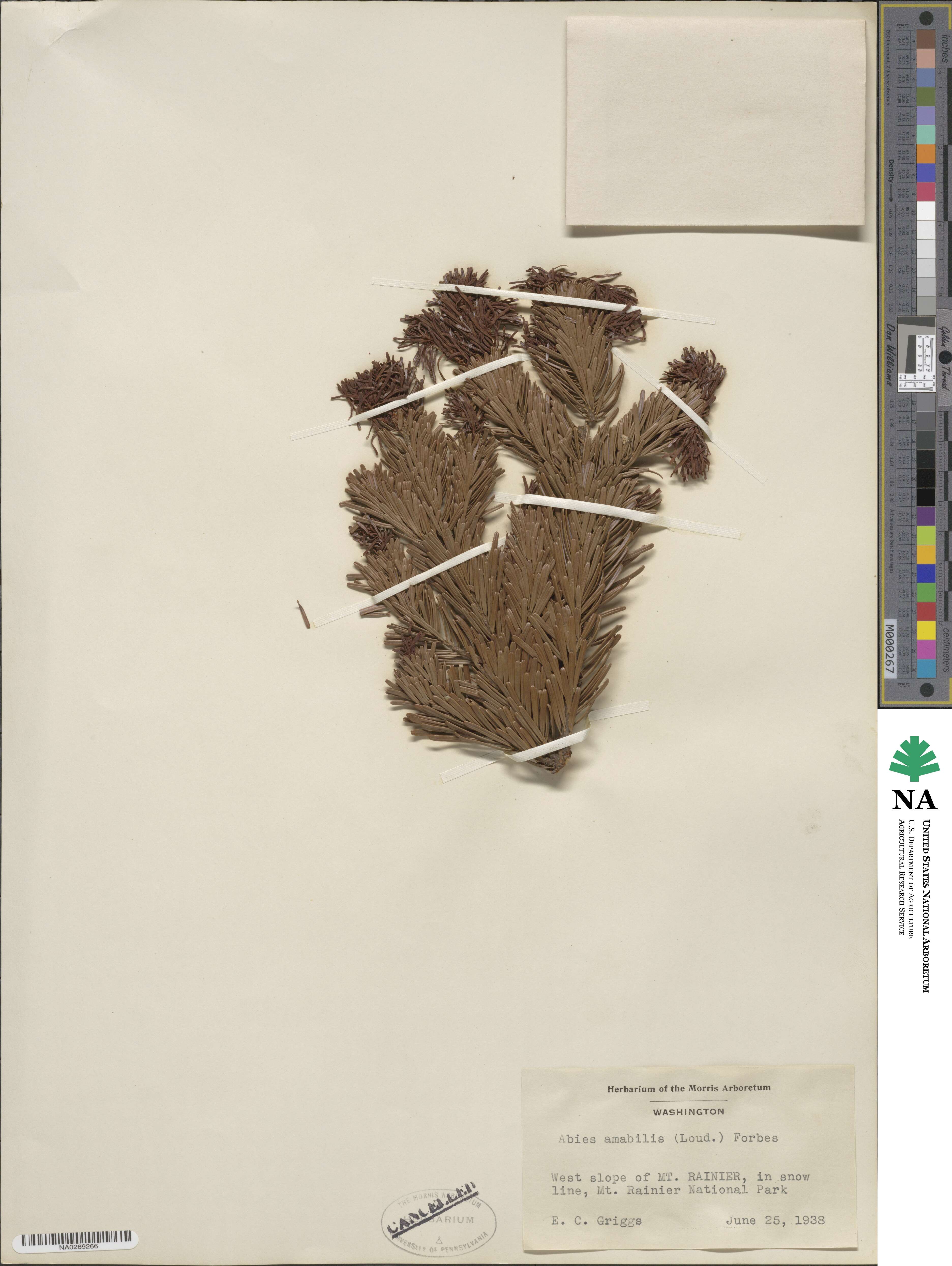 Abies amabilis image