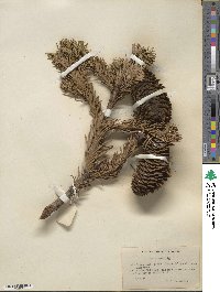 Abies amabilis image