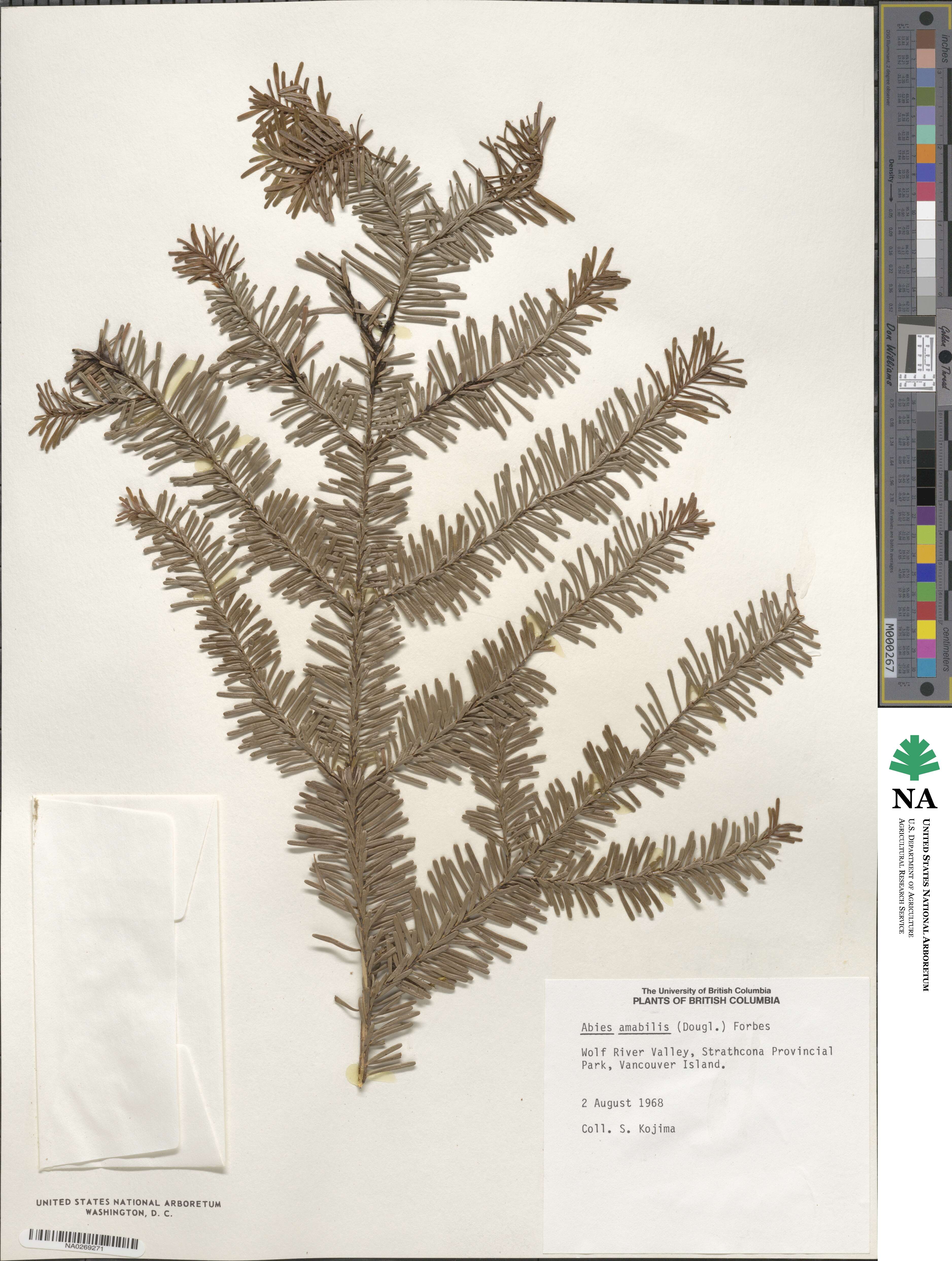 Abies amabilis image