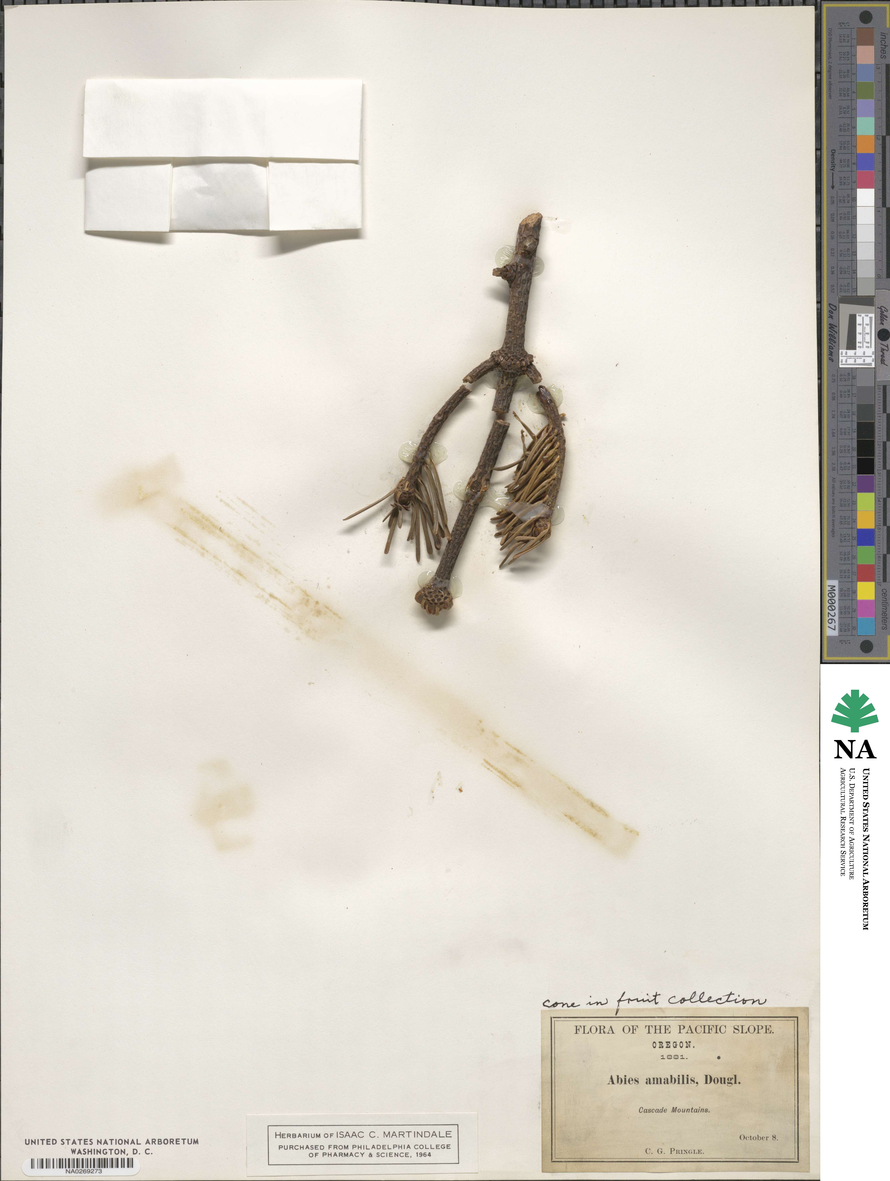 Abies amabilis image
