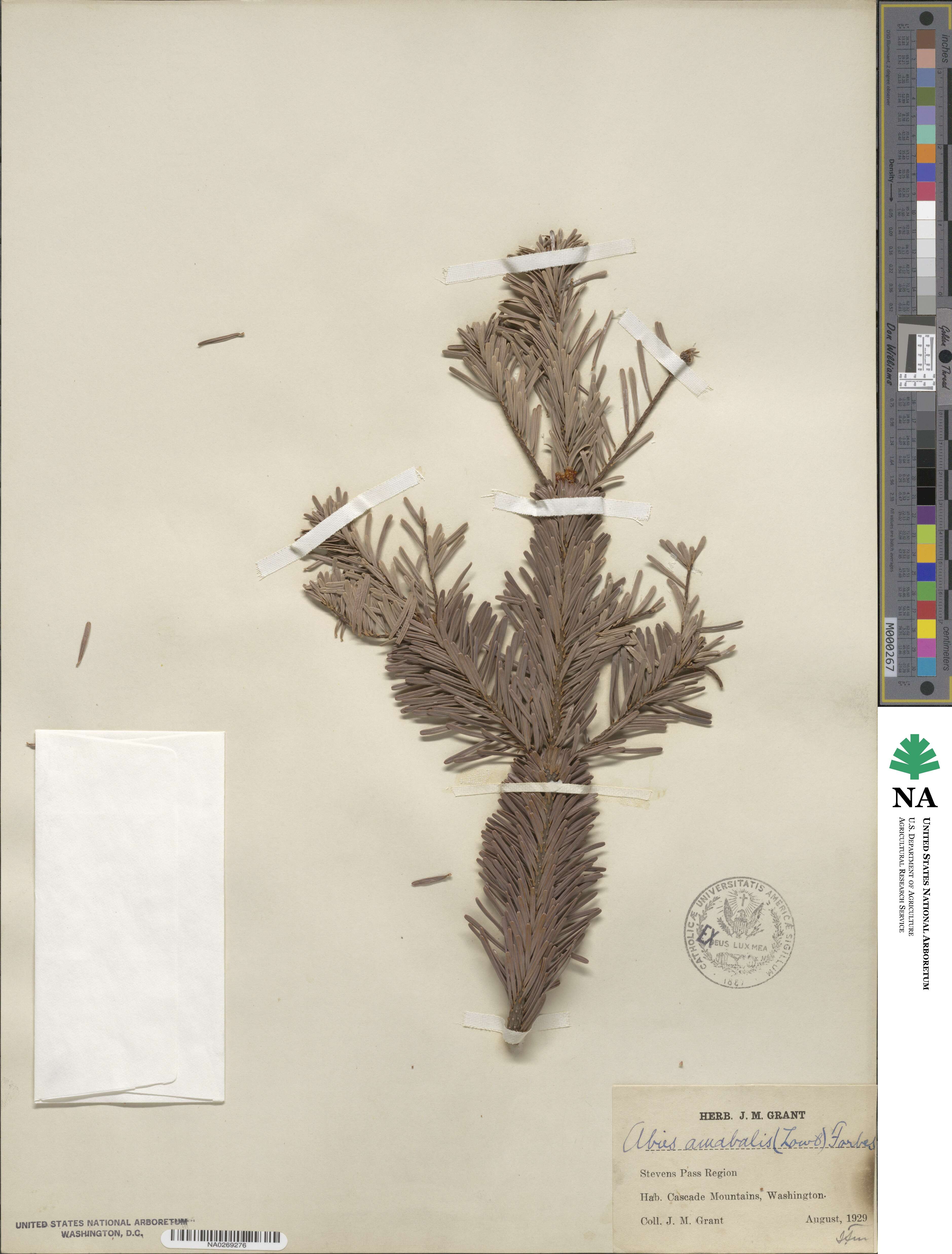 Abies amabilis image