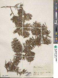 Abies balsamea image