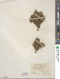 Abies balsamea image