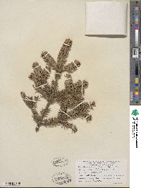 Abies balsamea image