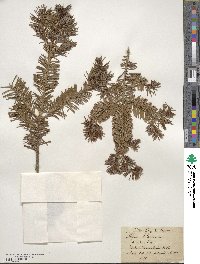 Abies balsamea image