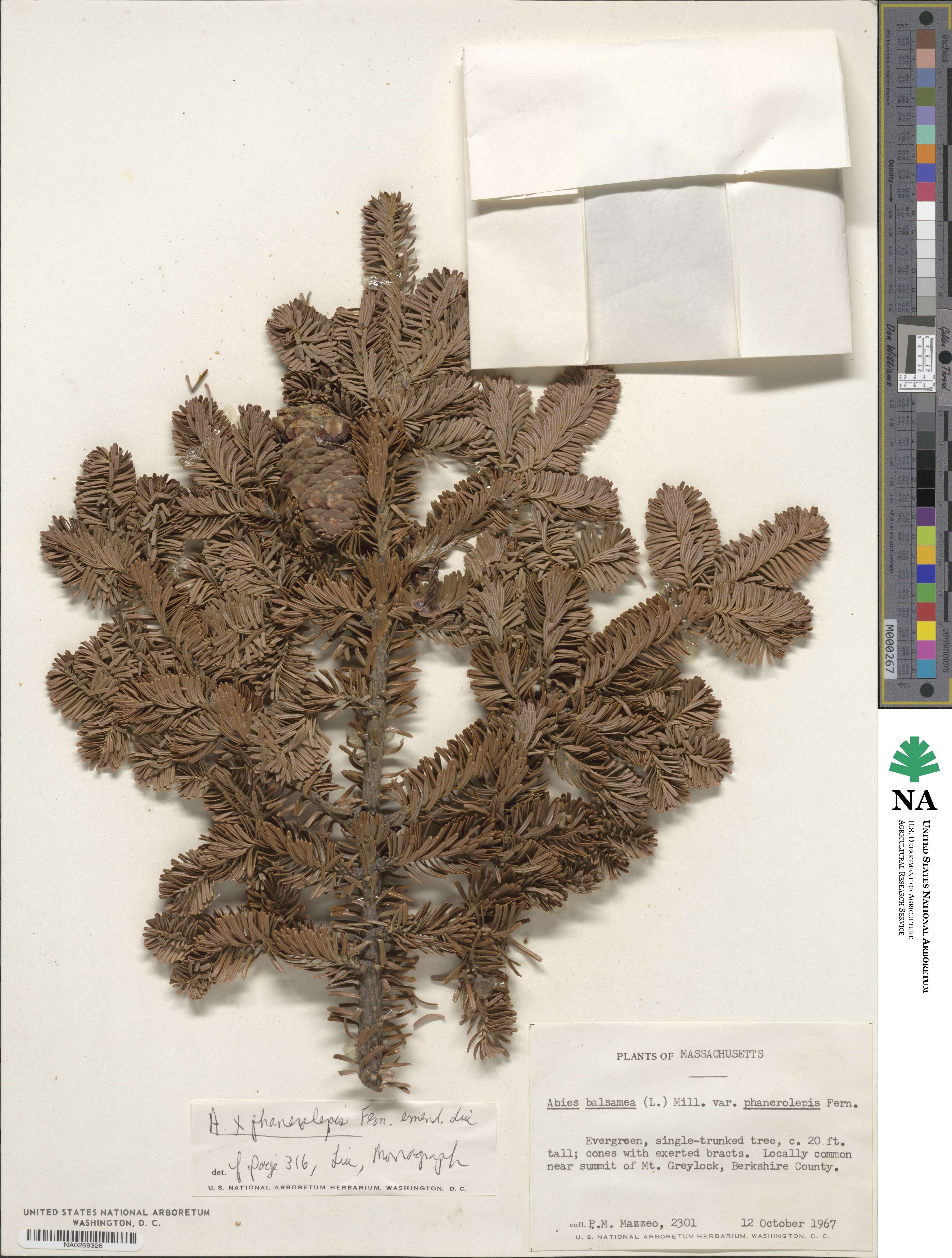 Abies balsamea image