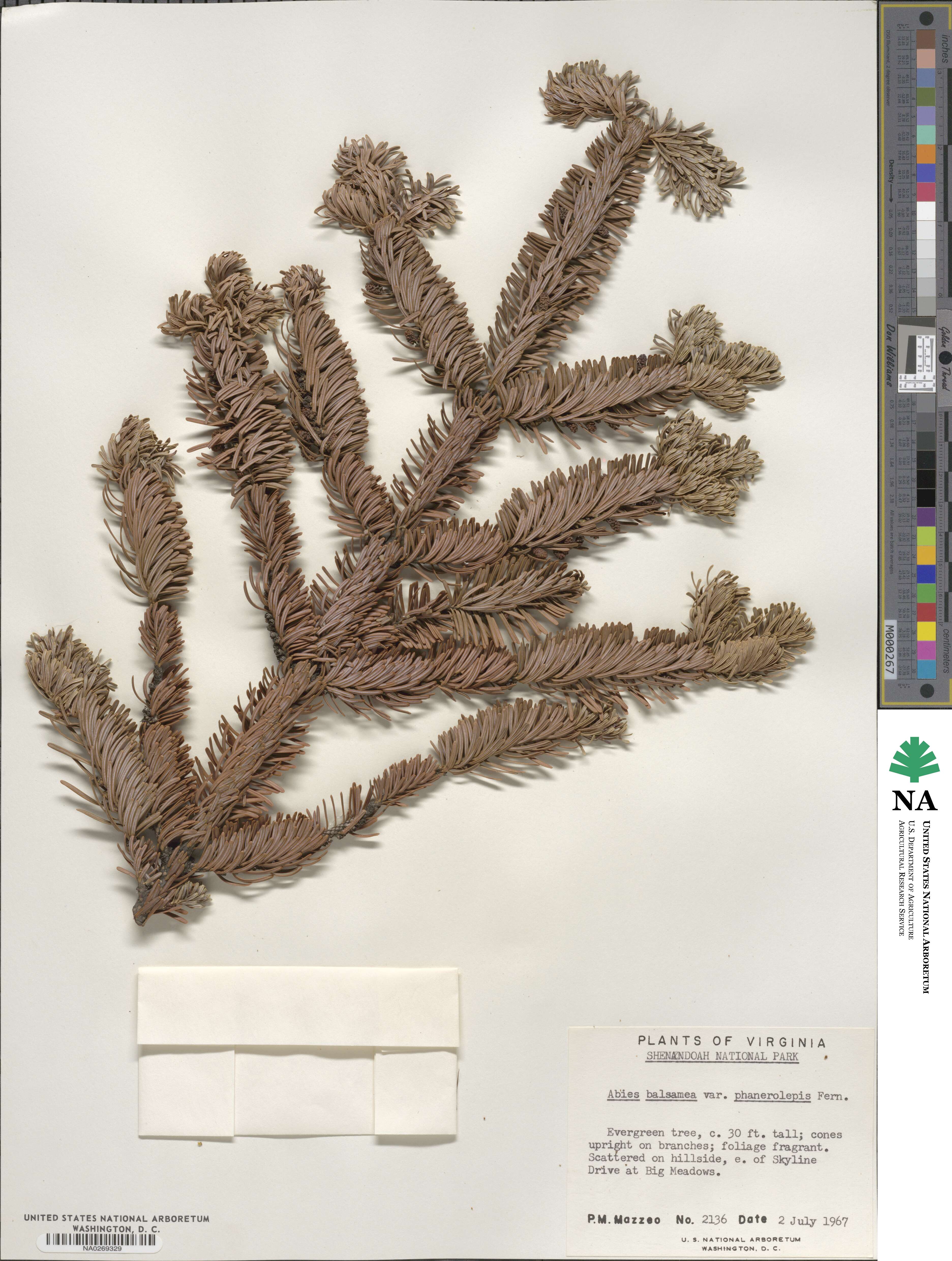 Abies balsamea image
